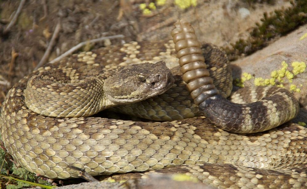 Northern Pacific Rattlesnake